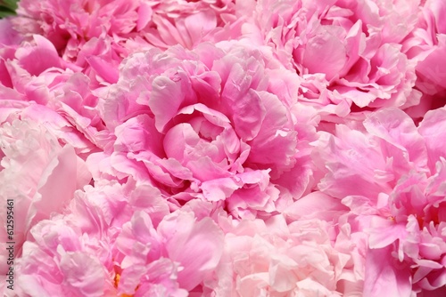 Fototapeta Naklejka Na Ścianę i Meble -  Beautiful aromatic peony flowers as background, closeup