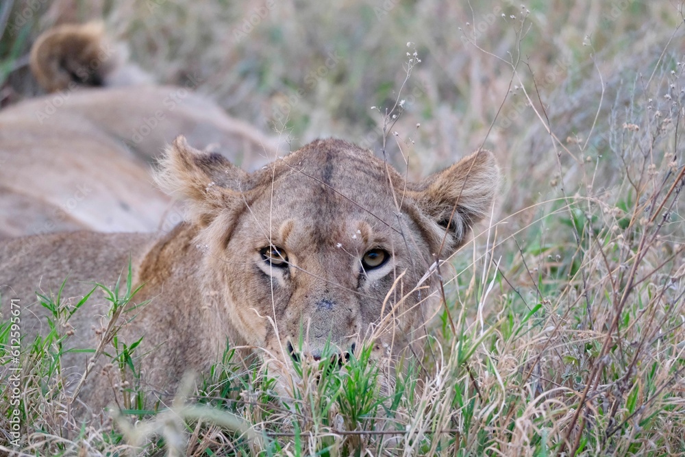 Naklejka premium Closeup shot of a lioness hiding behind plants in a safari and preparing for hunting