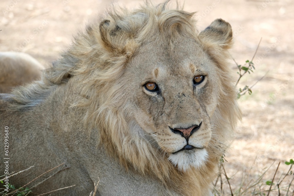 Closeup shot of an African lion with great mane resting on the ground and looking at the camera