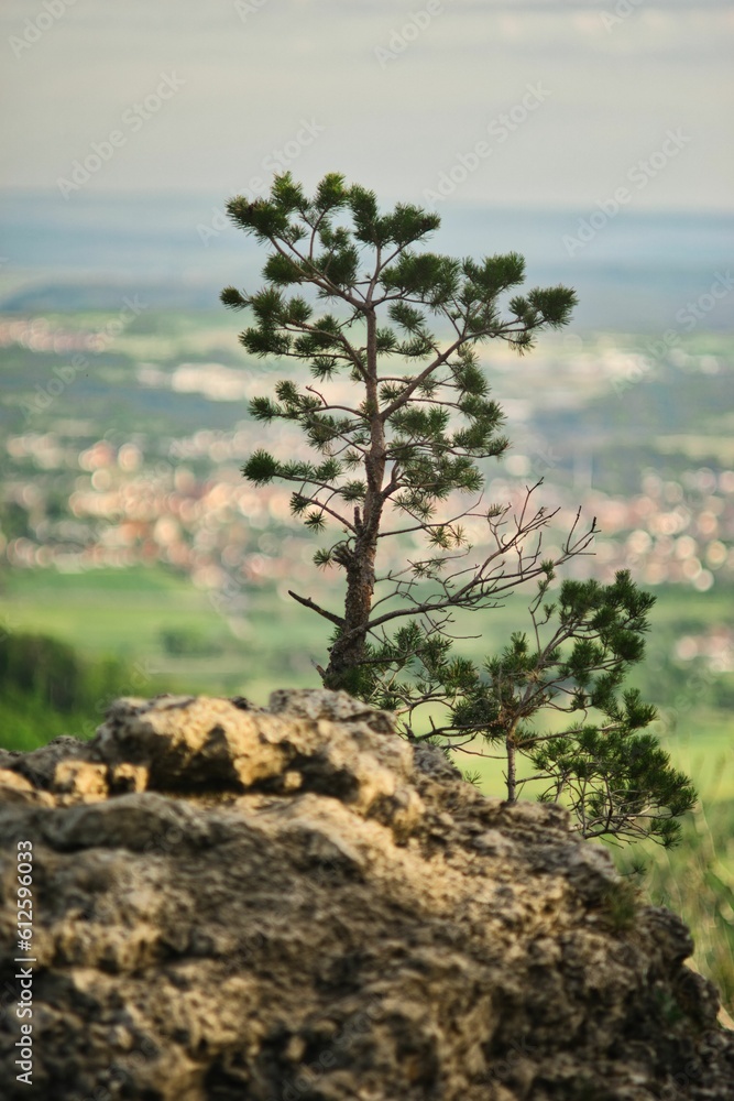 Obraz premium Young pine tree growing in the forest