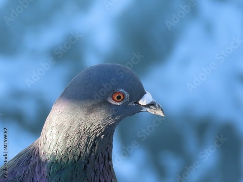 Closeup side portrait of adorable Feral pigeon with gray feathers and small beak