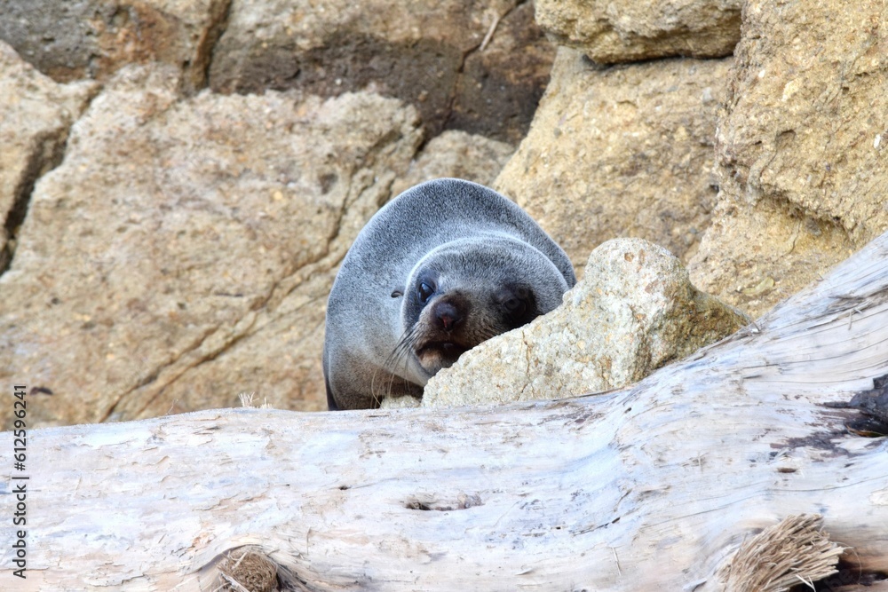 Naklejka premium Sea lion perching on rock and looking at camera