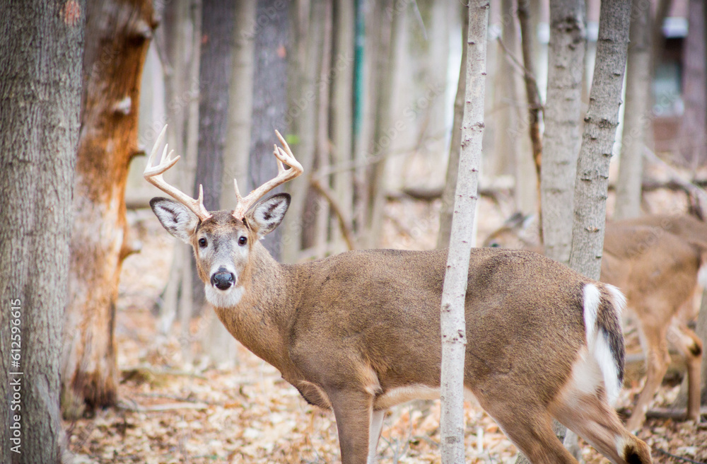 Deer in the winter Deer in the winter