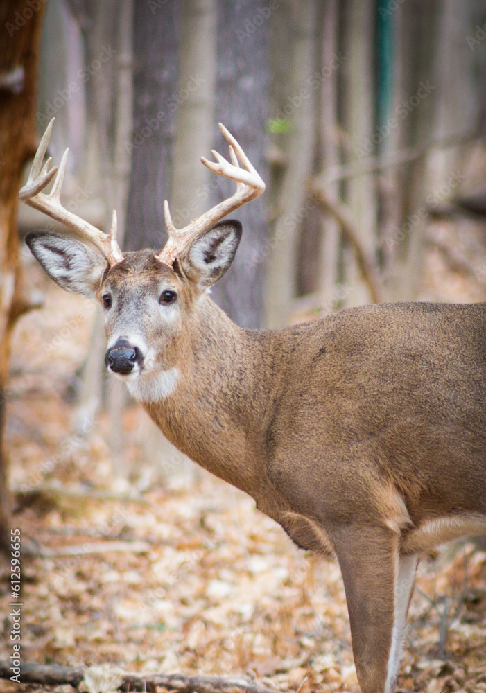 Deer in the winter