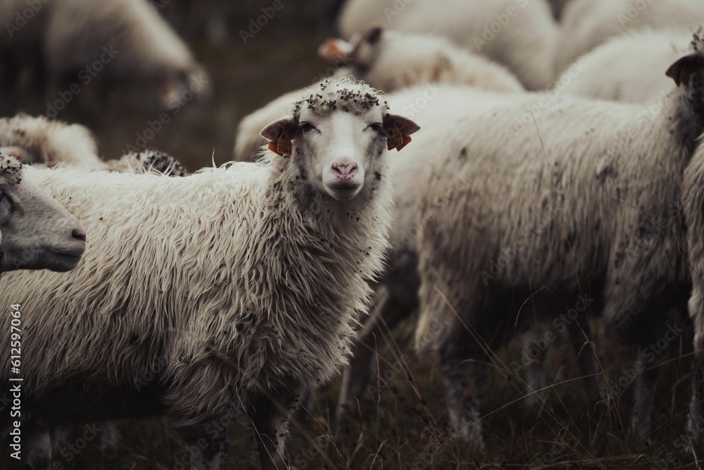 Obraz premium Herd of sheeps grazing on a field in the countryside
