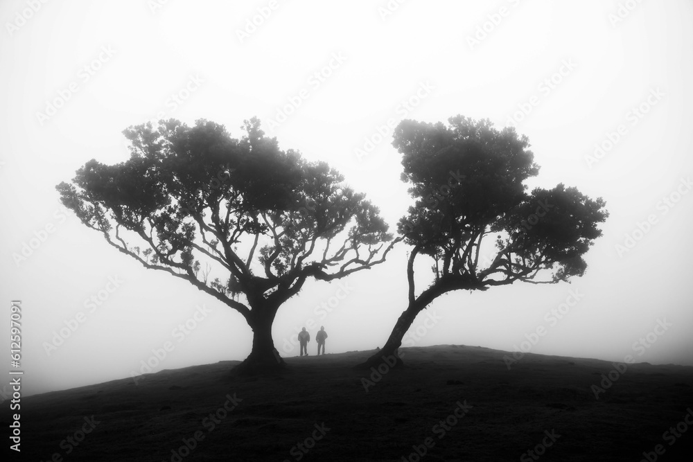 Obraz premium Scenic view of two people standing under trees in a barren land on a foggy day shot in grayscale