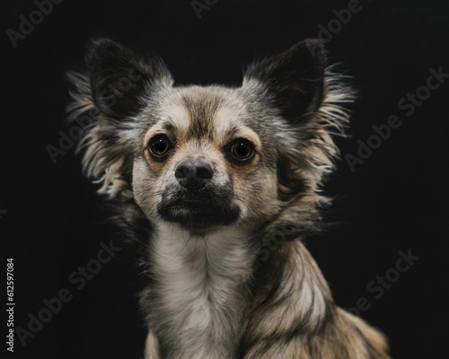 Closeup portrait of a gray Chihuahua on a dark background © Mandy Thomas/Wirestock Creators