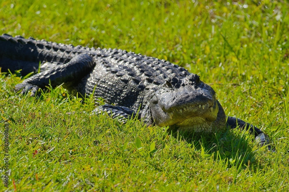 Fototapeta premium Closeup of an American alligator on the grass