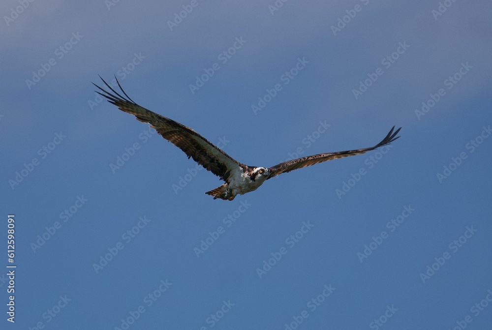 Flight of a bird with long brown wings with a blue sky on the horizon Flight of a bird with long brown wings with a blue sky on the horizon