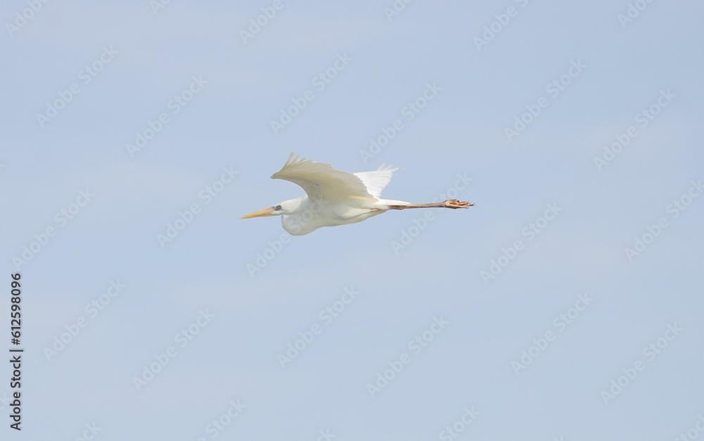 Great egret in flight on a blue sky background Great egret in flight on a blue sky background
