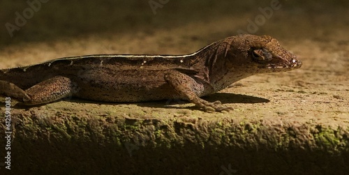 Brown anole (Norops sagrei) lizard on a rock photo