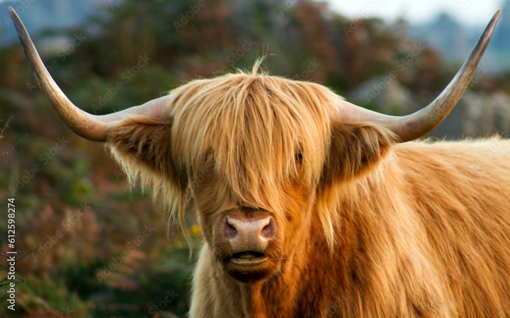 Closeup of a beautiful Highland cattle in a garden on a sunny day Closeup of a beautiful Highland cattle in a garden on a sunny day