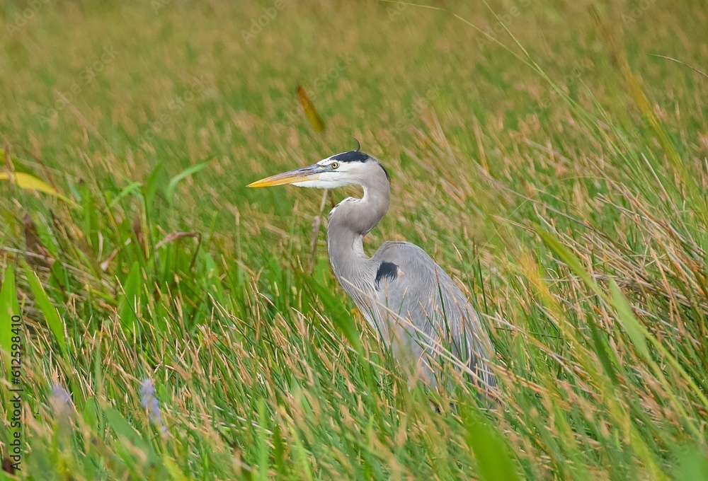View of a beautiful Great blue heron in a field with fresh grass View of a beautiful Great blue heron in a field with fresh grass