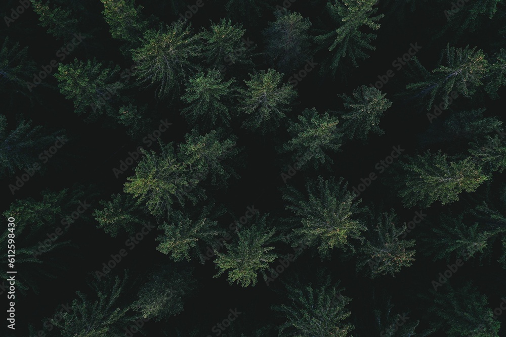 Aerial view of the coniferous trees in the forest Aerial view of the coniferous trees in the forest