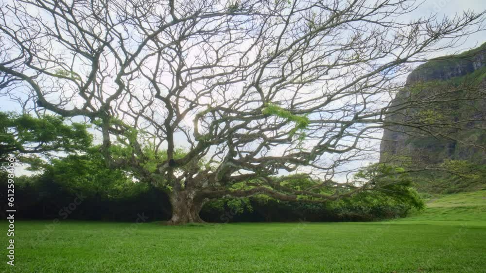 Large Tree On Island Valley Large Tree On Island Valley