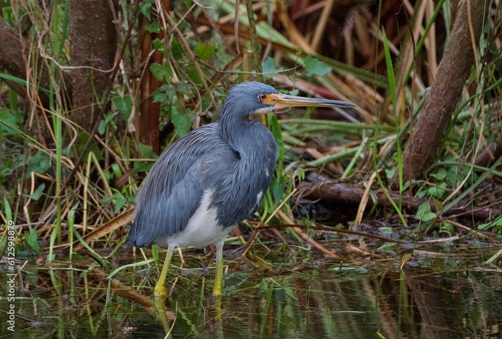 Fototapeta premium Closeup of a Tricolored heron standing in a pond
