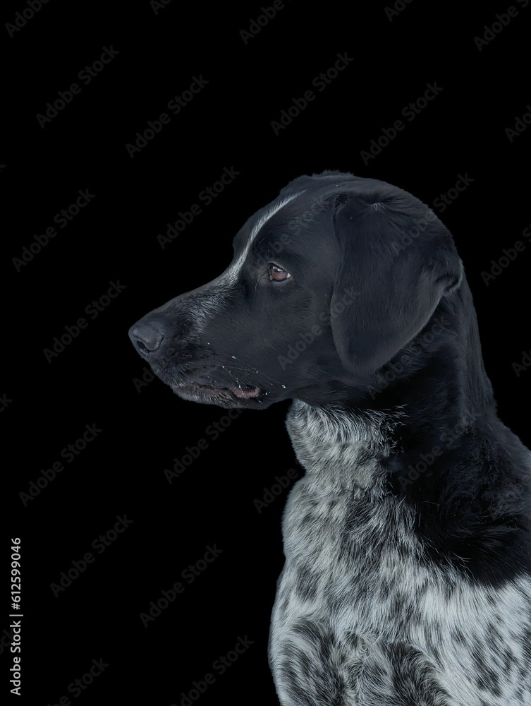 Vertical closeup of a black and white mixed breed dog against dark black background