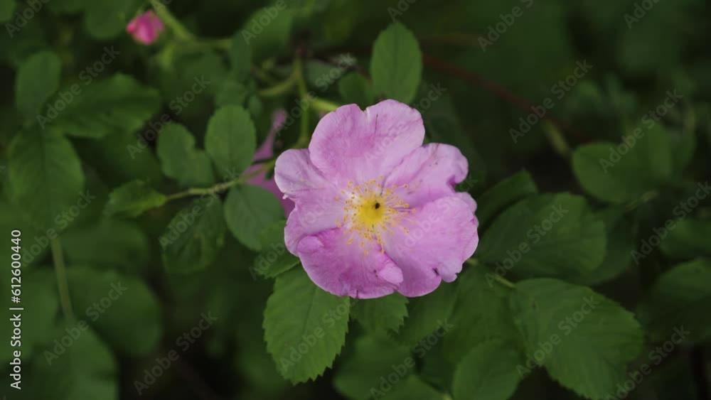Closeup shot of purple smooth rose flower in a garden Closeup shot of purple smooth rose flower in a garden