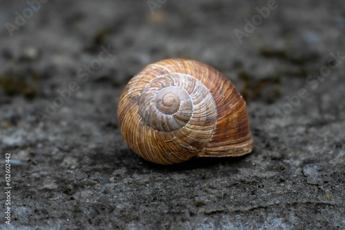 Closeup shot of a snail shell on a grey ground.
