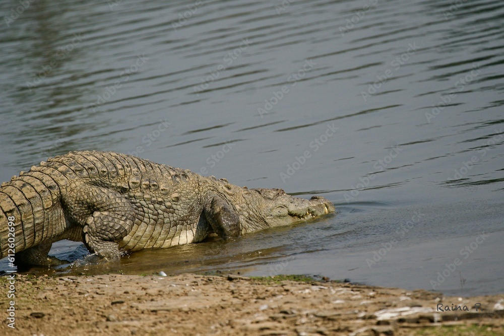 Fototapeta premium High angle shot of a crocodile entering a blue lake