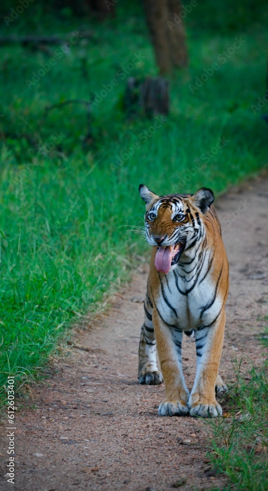 Fototapeta premium Vertical shot of a large orange tiger with its tongue out walking on a trail through a forest