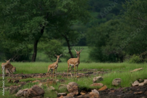 Beautiful shot of wild chinkara gazelles on a rural field