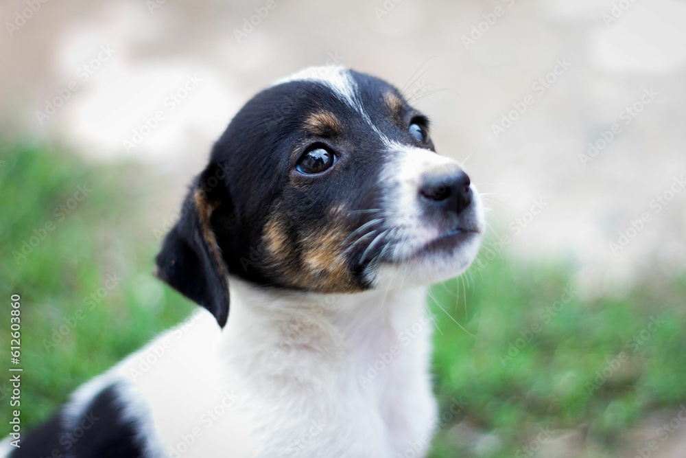 Closeup shot of a cute Jack Russel terrier.