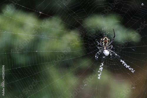 Shallow focus shot of a wasp spider in its cobweb waiting for a prey with blur background
