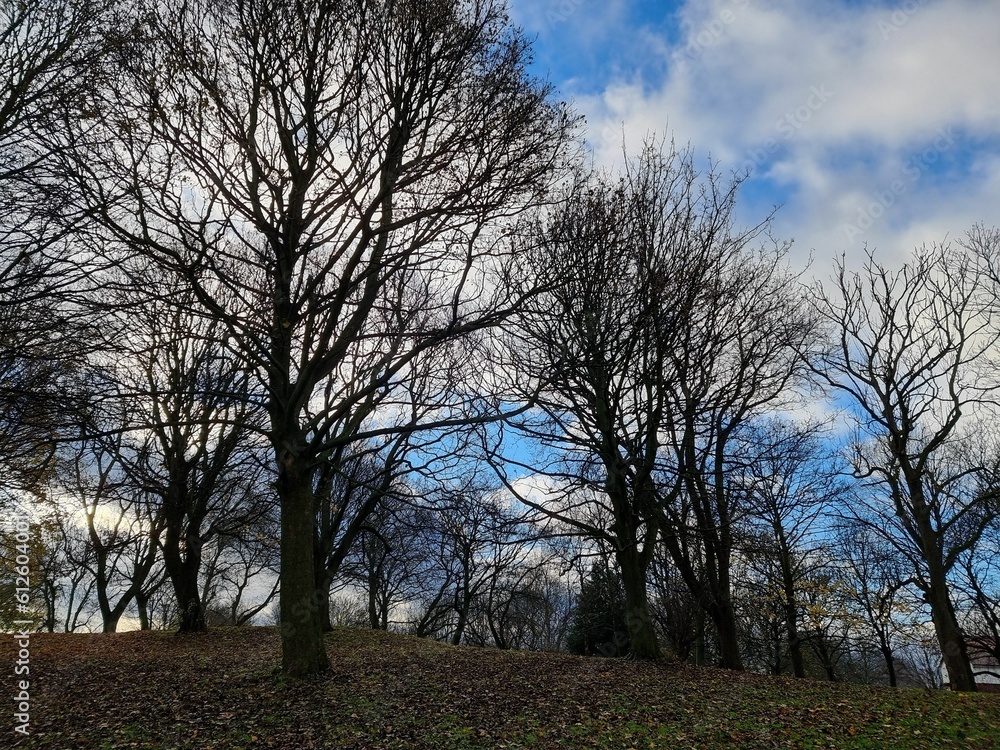Fototapeta premium Leafless trees in the park against the background of the cloudy blue sky.