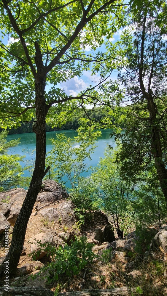 Beautiful view of a lake through trees