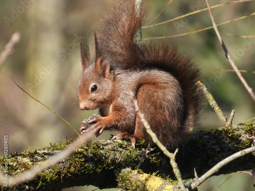 Red squirrel, with a fluffy tail, holding a nut, on a tree trunk covered by moss, on a sunny day