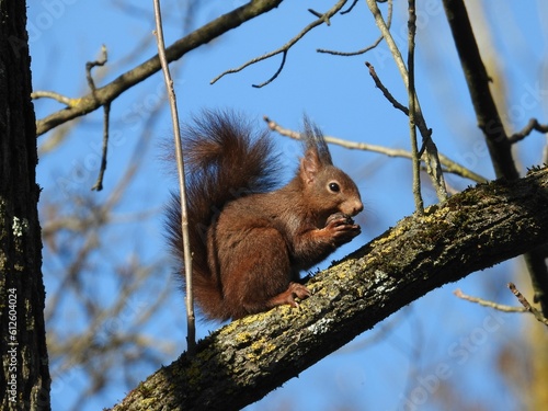Closeup shot of a Red squirrel, with a fluffy tail, eating a nut, on a tree branch, on a sunny day © Hoyin/Wirestock Creators