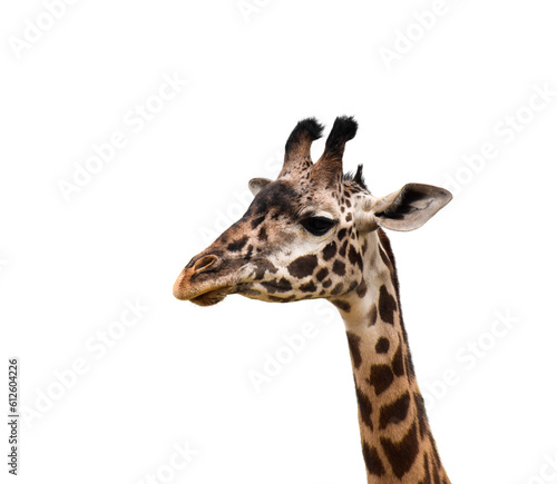 Closeup side portrait of giraffe isolated cutout on transparent