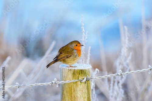Tableau sur toile Little robbin on a cold and frosty morning