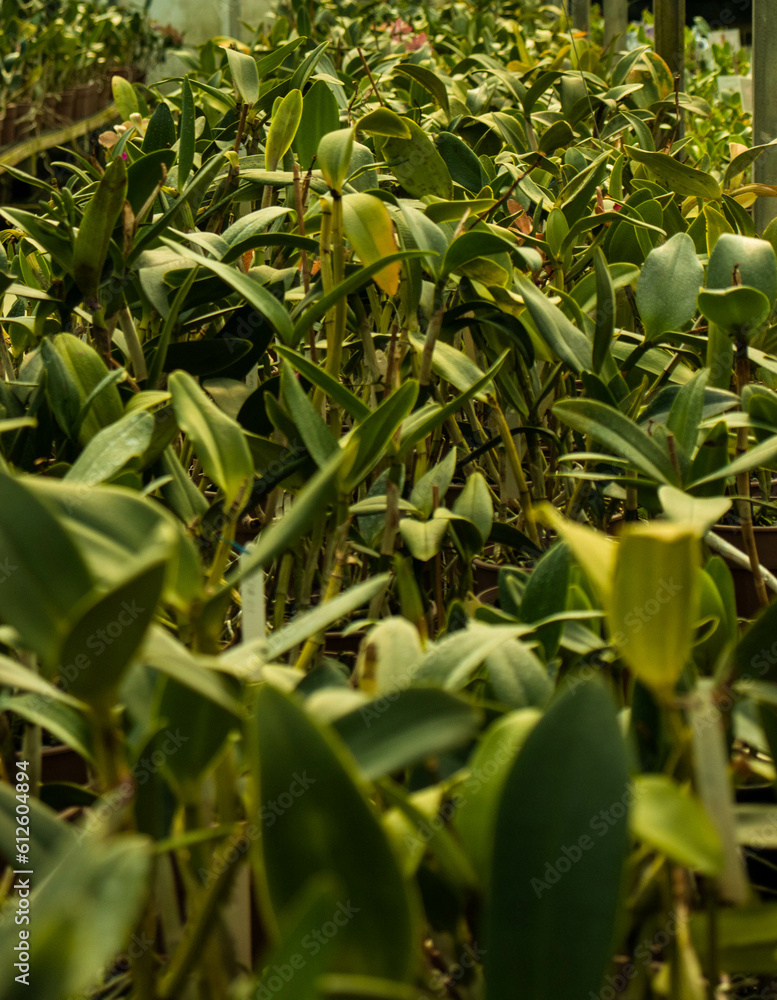 Obraz premium Orchid plants inside an orchid shop in the city of Curitiba in Brazil