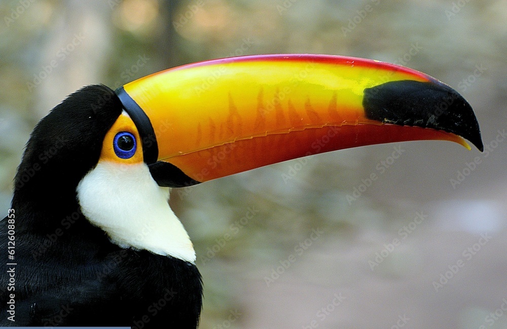 Fototapeta premium Closeup shot of Toucan on a blurred background
