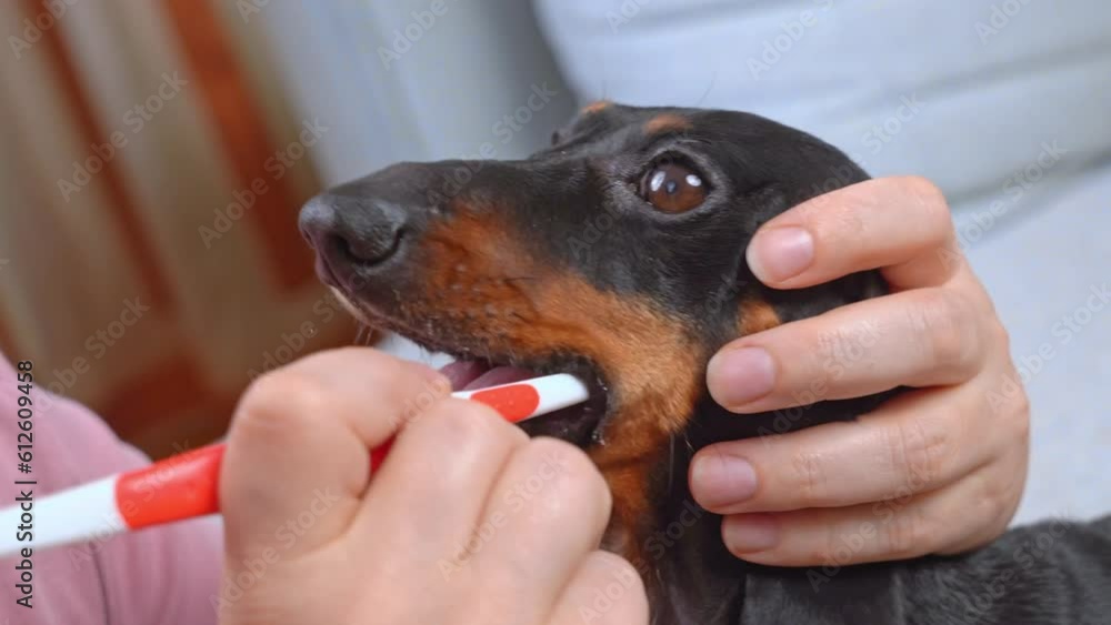 Owner brushes dog dachshund teeth with toothbrush, the naughty puppy