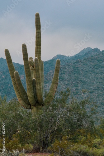 Vertical shot of the saguaro cactus with mountains in the background.