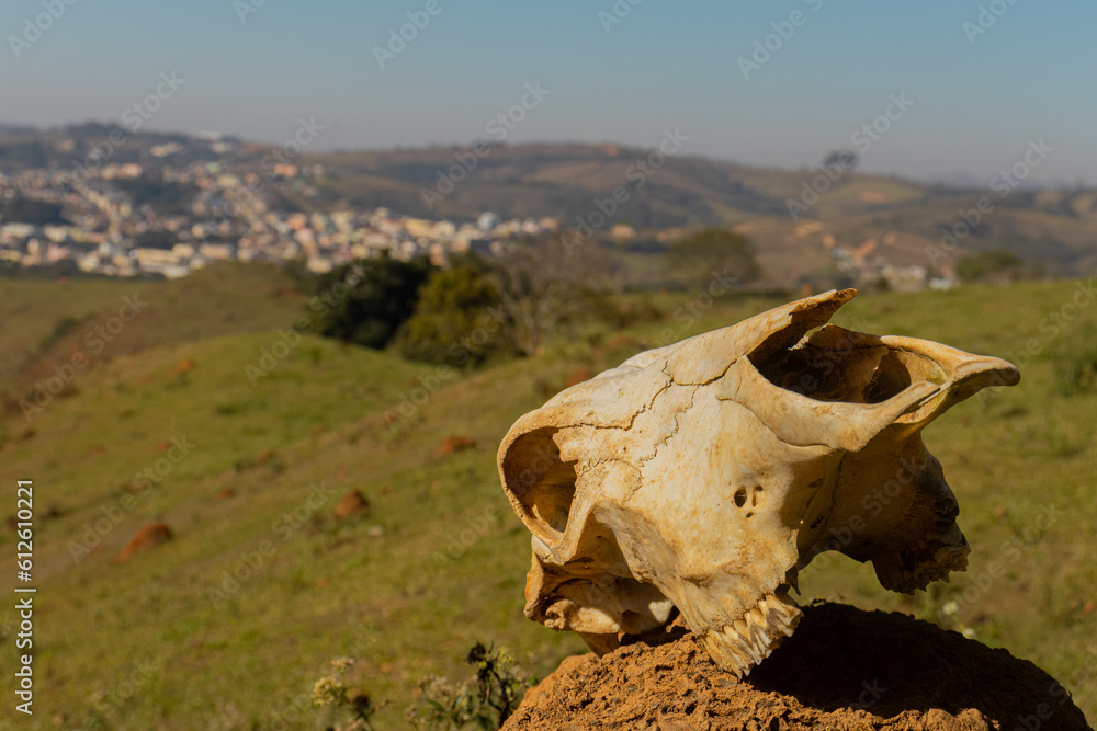 ancient cow skull in the field