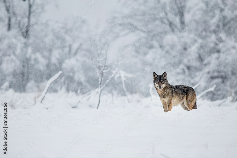 Fototapeta premium Wolf observing the winter scenery in Poland.