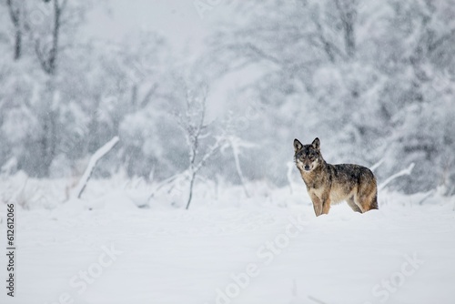 Wolf observing the winter scenery in Poland. © Pawel Brud/Wirestock Creators