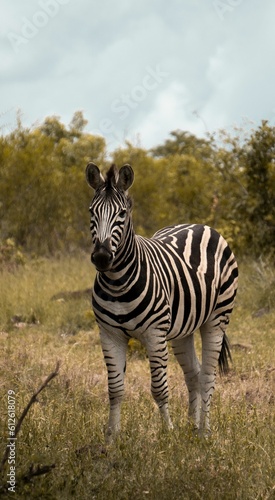 Closeup shot of a zebra standing in the wild surrounded by lush greenery