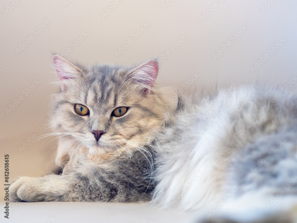Fototapeta premium Persian cat lay down on the sofa and looked at something