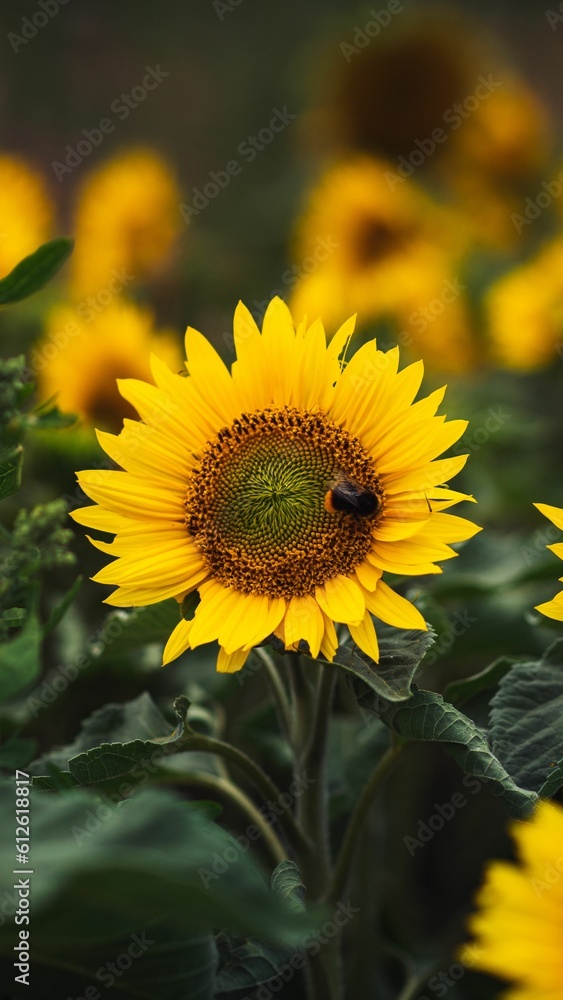 Fototapeta premium Vertical closeup of a bumblebee on a yellow sunflower growing in a field