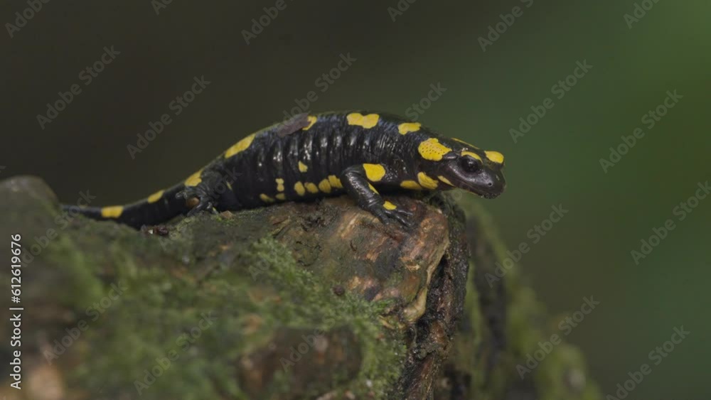 Closeup video of a beautiful black fire salamander with yellow patterns in the forest Closeup video of a beautiful black fire salamander with yellow patterns in the forest