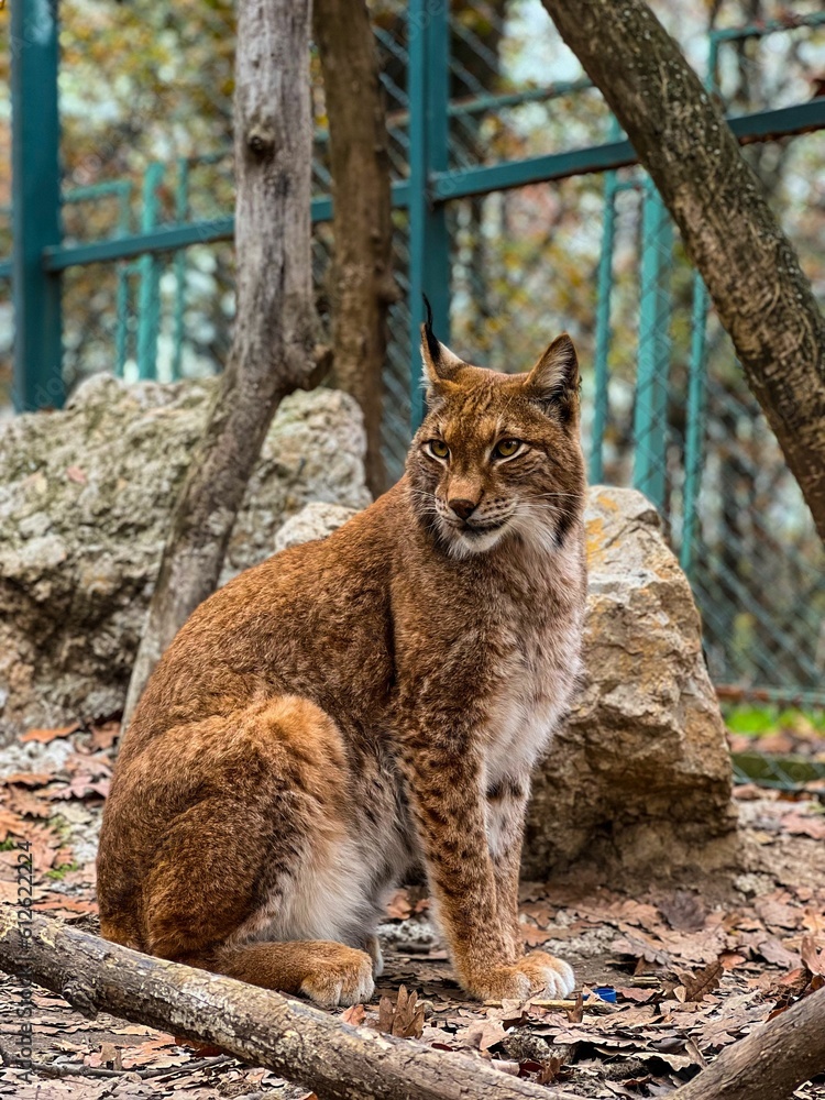 Beautiful shot of a gorgeous lynx in a zoo Beautiful shot of a gorgeous lynx in a zoo