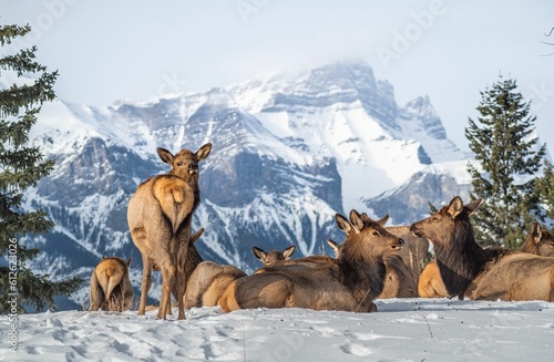 Closeup shot of a herd of red deer lying down on the snowy ground in the daylight