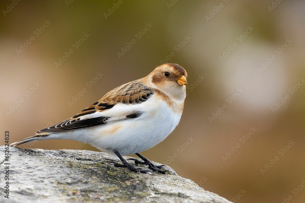 Closeup of a snow bunting (Plectrophenax nivalis) on a stone surface Closeup of a snow bunting (Plectrophenax nivalis) on a stone surface