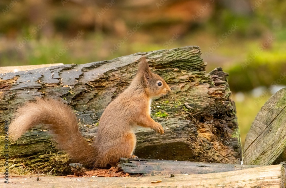 Obraz premium Selective of a red squirrel in a park