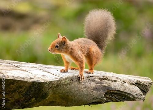 Shallow focus shot of adorable Red squirrel standing on thick tree branch